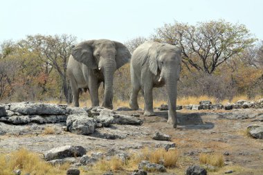 Fil içinde etkin ulusal Park'ta Namibya, Afrika