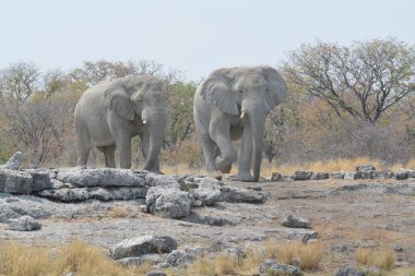 etkin ulusal Park'ta fil
