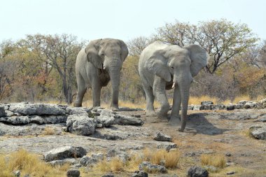 fil Kenya Milli Parkı