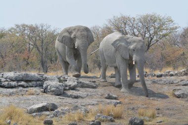 Savanada yürüyen güzel bir fil resmi.