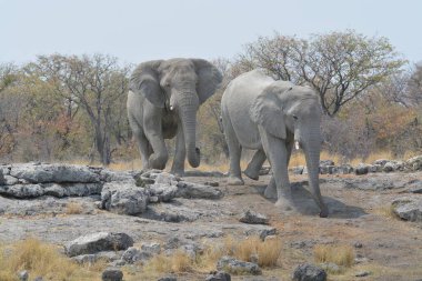 Zimbabwe savanındaki filler.