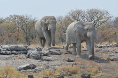 Afrika fili (Loxodonus africana) Güney Afrika 'daki Kruger Parkı' ndaki su birikintisinde yürüyor..