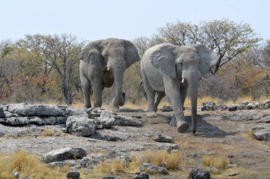Namibya, Afrika 'da bir grup fil yolda yürüyor.