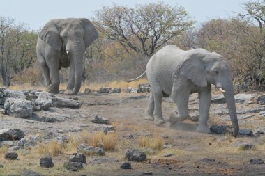elephant family at etosha