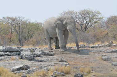 Büyük bir fil yerde yürüyor, namibya