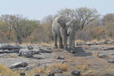 Afrika savanındaki fil.