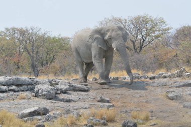 Afrika savanındaki fil.