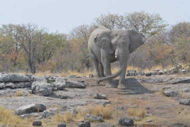 Afrika savanasındaki filler