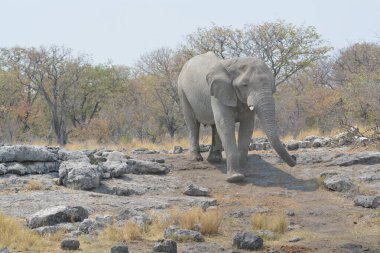 Parkta yürüyen filler, Kenya, Afrika.