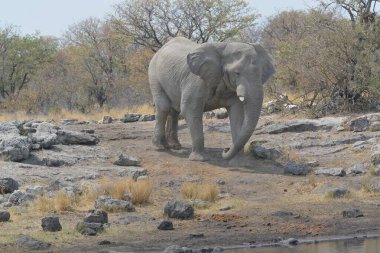Afrika bozkırında bir fil.