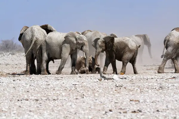 Afrika vahşi hayvanları vahşi doğada