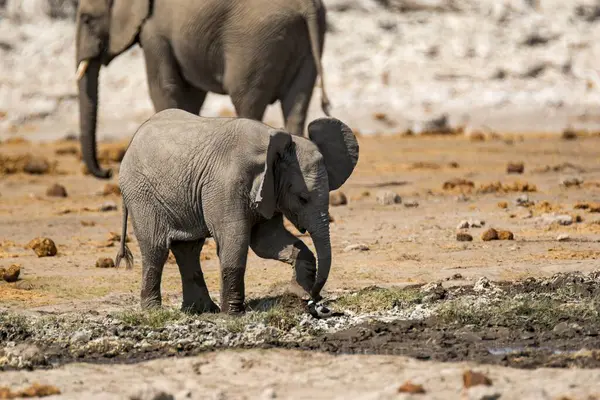 Etoşa Ulusal Parkı, Namibya 'daki kuru bir delikte küçük buzağısıyla su içen genç bir Afrika fili.