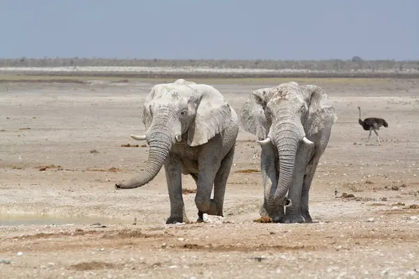 Suda yürüyen bir fil sürüsü.
