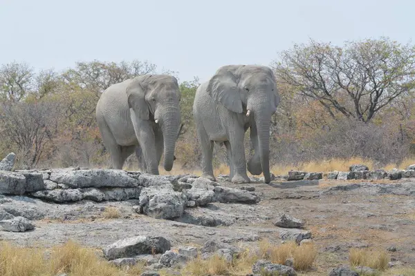 Namibya 'daki Etoşa Ulusal Parkı' ndaki fil.