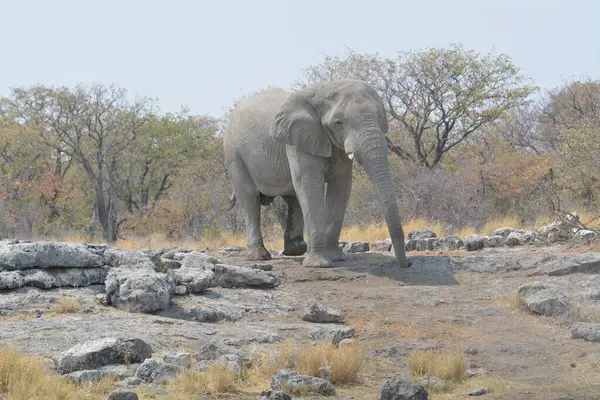 Büyük bir fil yerde yürüyor, namibya