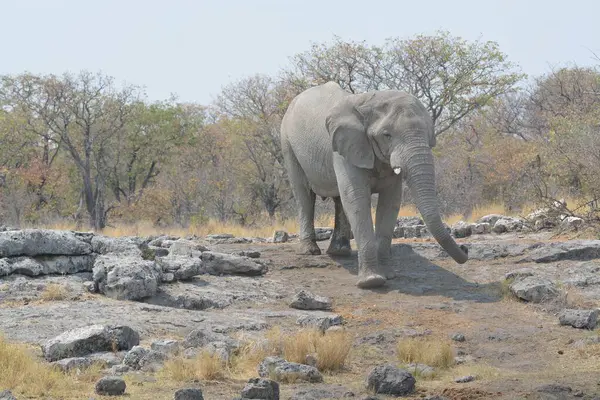 Parkta yürüyen filler, Kenya, Afrika.