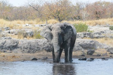 Afrika fili Kruger Ulusal Parkı, Güney Afrika