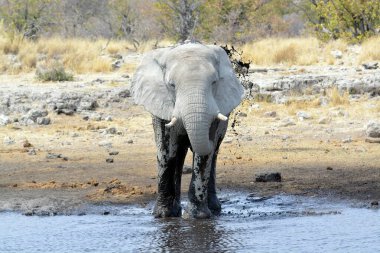 Afrika 'nın bozkırındaki fil