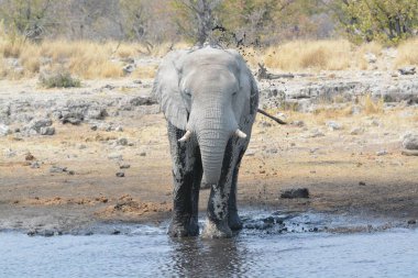 Su birikintisindeki filler