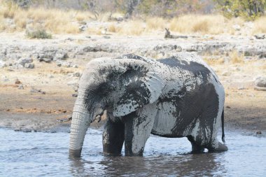 Etoşa Ulusal Parkı 'ndaki su birikintisinde Afrika fili.