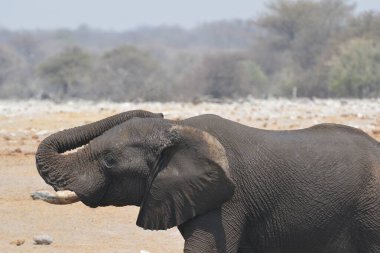 Afrika fili Kruger Ulusal Parkı, Güney Afrika