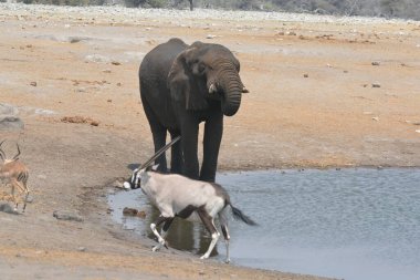 Su birikintisindeki fil, Etoşa Ulusal Parkı, Namibya