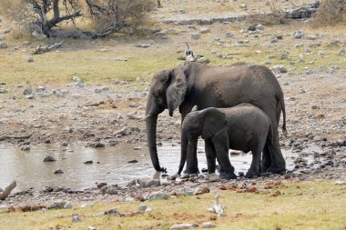 Ulusal parktaki Afrika fili