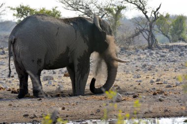 Afrika savanındaki fil.