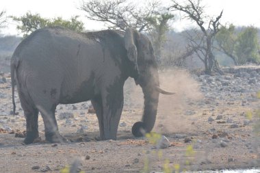 Afrika savanındaki fil.