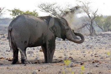 Afrika fili, Loxodonta Africana, Etoşa Ulusal Parkı, Namibya, Afrika
