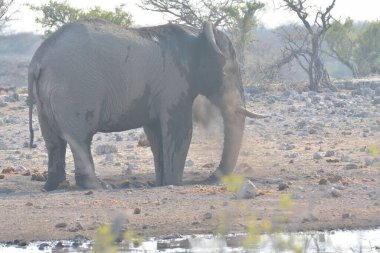 Afrika savanasında suda bir fil.