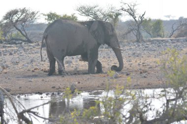 Afrika savosundaki filler, Zimbabwe