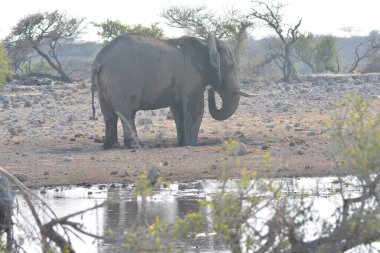 Kenya savanındaki Afrika filleri.