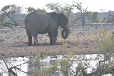 ziyarette200 Afrika fili