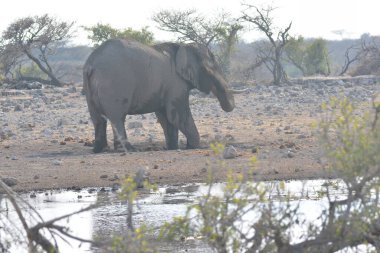 Afrika çalılıklarında fil