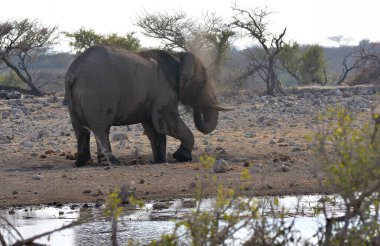 Afrika fili (Loxodonta africana )