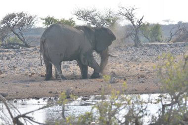 Kenya savanındaki fil