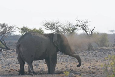 Namibya 'da savanadaki fil