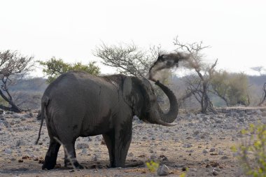 Kenya savanındaki Afrika filleri.