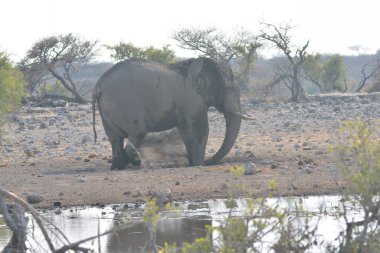 Afrika 'daki Kruger Ulusal Parkı' ndaki fil.