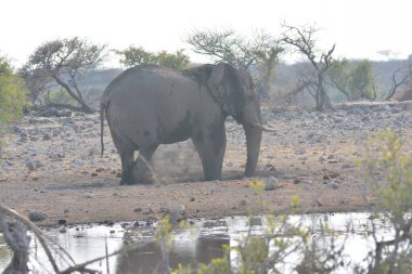 Chobe Ulusal Parkı, Botswana, Afrika 'da kuru suda yürüyen bir filin güzel bir görüntüsü.
