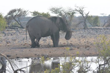 Kenya savanındaki fil