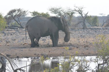 Afrika habitatındaki fil.