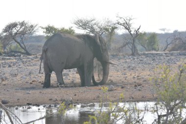Afrika filleri kruger national Park