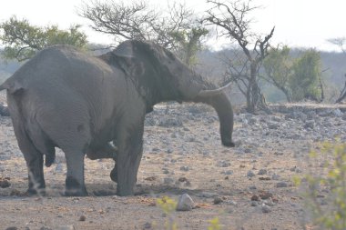 Kenya savanındaki fil