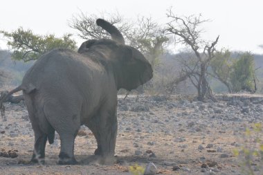 Afrika savanındaki fil.