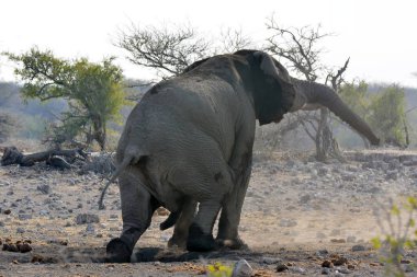 Savanada yürüyen bir fil