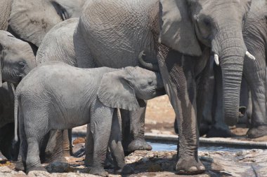 Afrika fili Kruger Ulusal Parkı, Güney Afrika
