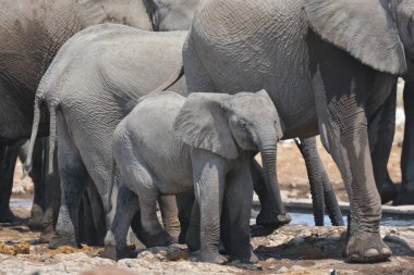Afrika filleri Loxodonta Africana 'da, Etoşa Ulusal Parkı, Namibya' da.