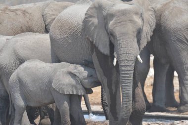 Afrika fili (Loxodonta africana )